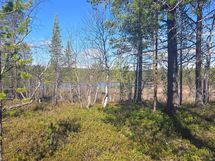 Mahdollisen mökin paikalta näkymät rantaa kohti