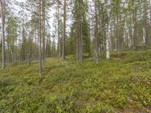 Rovaniemi-Venejärvi