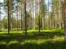 Kemijärvi, Soppela, Bergintie