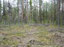Savukoski, Pykäläinen-Kuttusoja, Kemijoki, Petolinnuntie