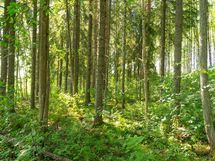 Hankasalmi Hiidenjärvi