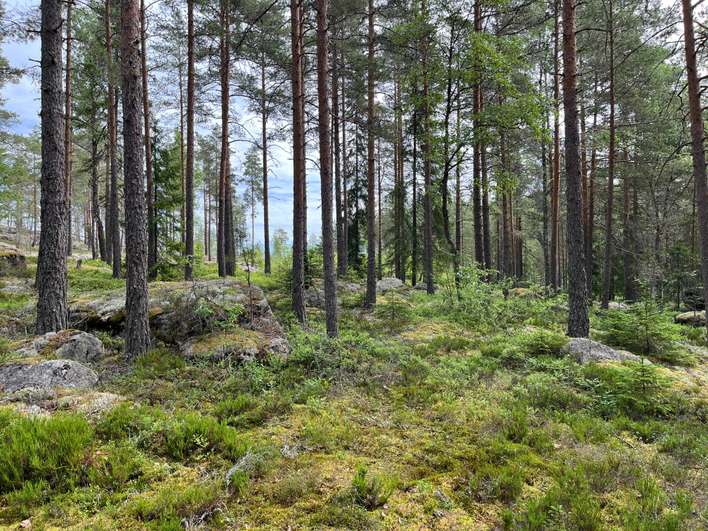 Tontti, 5 100 m², Rekijoki