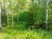 Hankasalmi Hiidenjärvi