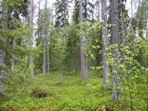 Pello, Miekojärvi, Karhumaan ranta-asemakaava