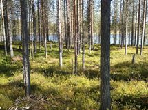 Tontin vanhaa metsää