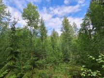 Yleiskuvia metsästä