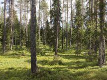 Hyrynsalmi, Hyrynjärven länsiosa