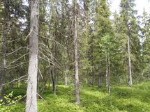 Pello, Miekojärvi, Karhumaan ranta-asemakaava
