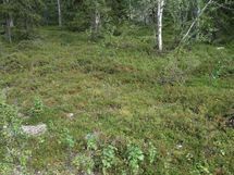 Tonttien maastokuvaa