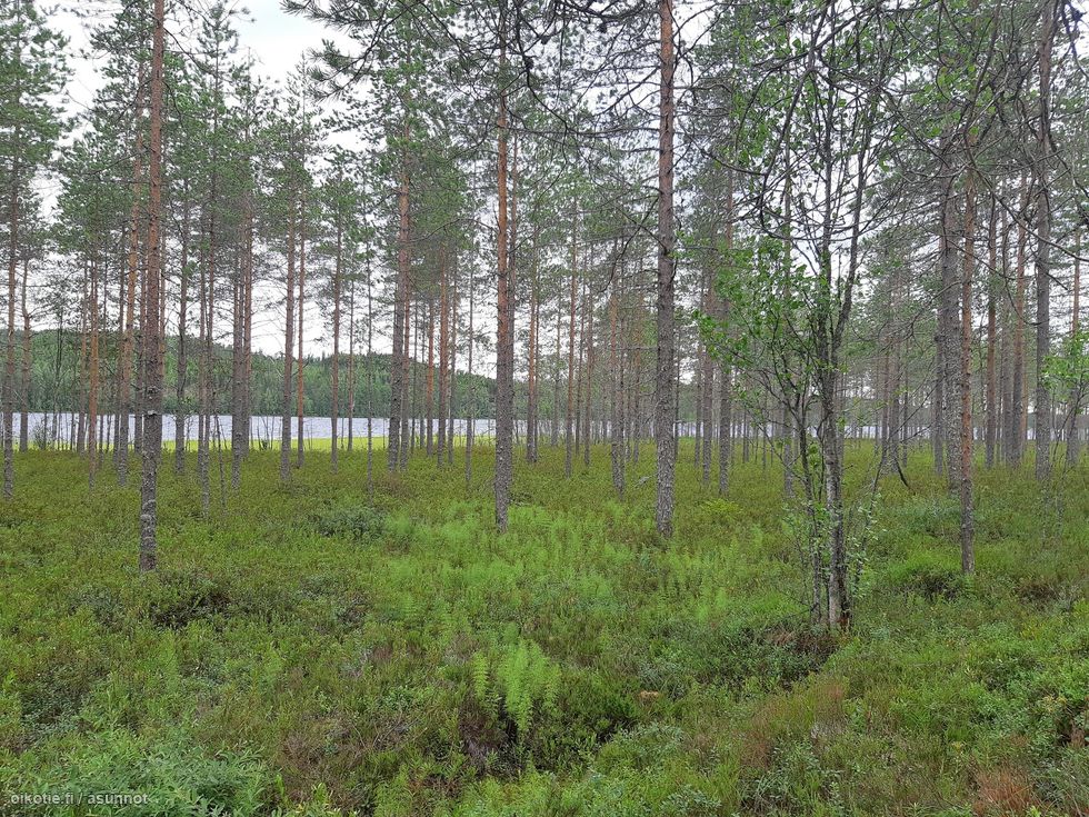 1 14 Ha Yla Luosta 8 3 Kortteli 8 Tontti 3 75680 Rautavaara Omakotitalotontti Myynnissa Oikotie 8531051