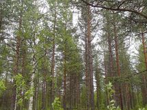 Pello, Miekojärvi, Karhumaan ranta-asemakaava