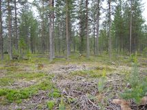  Savukoski Pykäläinen-Kuttusoja, Kemioki, Huuhkajantie