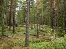 Salo, Särkisalo, Karhumäki