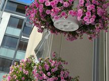 kukkaloistoa parvekkeella