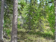 Kuhmo, Nurmesjärvi