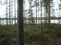 Tila Vehkaniemi RN:o 2:104