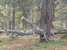 Inari, Saariselkä, Kaunispään Rinnealue