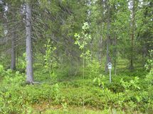 Pello, Miekojärvi, Karhumaan ranta-asemakaava