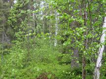 Pello, Miekojärvi, Karhumaan ranta-asemakaava