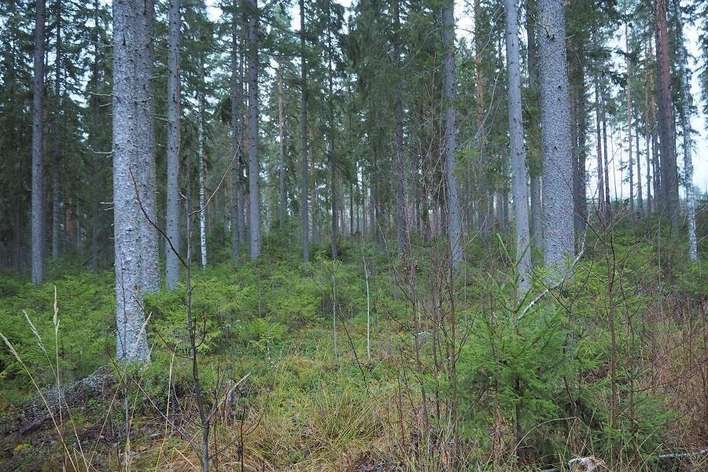 Tontti, 5 973 m², Murtoniemi - Näkymä 2
