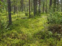 Sodankylä, Luosto Orresokka