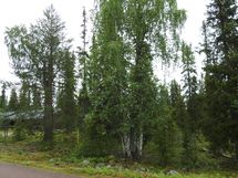 Sodankylä, Luosto