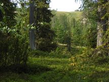 Sodankylä, Luosto