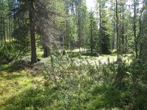 Sodankylä, Luosto Orresokka