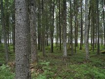 Sonkajärvi, Luomanen