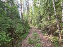 Yleiskuvia metsästä