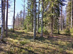 Kohdekuva