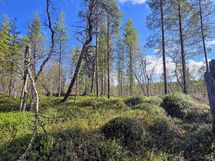 Jängän ja suon laidalla kovempaa maata