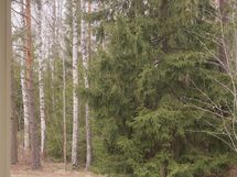 Näkymä keittiön ikkunasta