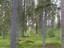 Pello, Miekojärvi, Karhumaan ranta-asemakaava