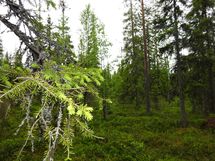 Sodankylä, Luosto