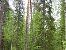 Pello, Miekojärvi, Karhumaan ranta-asemakaava