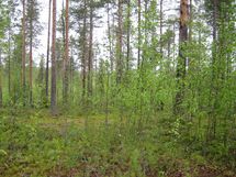 Pello, Miekojärvi, Karhumaan ranta-asemakaava