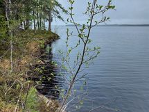 Kajaani, Laakajärvi, Metsäkukantie