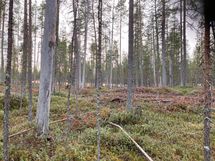 Kortteli 3, tontti 3