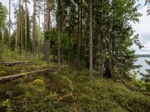 Pertunmaa, Peruvesi