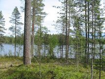 Kuhmo, Iso-Rommakkojärvi, Jauranniementie