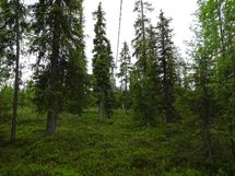 Sodankylä, Luosto