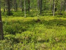 Sodankylä, Luosto Orresokka