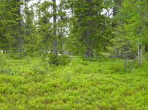 Sodankylä, Luosto