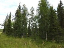 Sodankylä, Luosto
