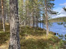 Näkymä tontilta lammelle