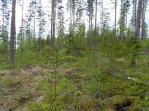 Jämsä, Iso-Liesi, Kuorevesi