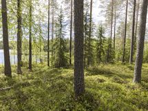 Kuhmo, Iivantiira, Moisiovaarantie 