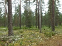 Jämijärvi, harjualue