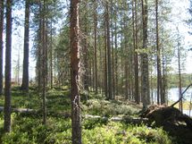 Suomussalmi, Kaunisniemi-Merkkivirta